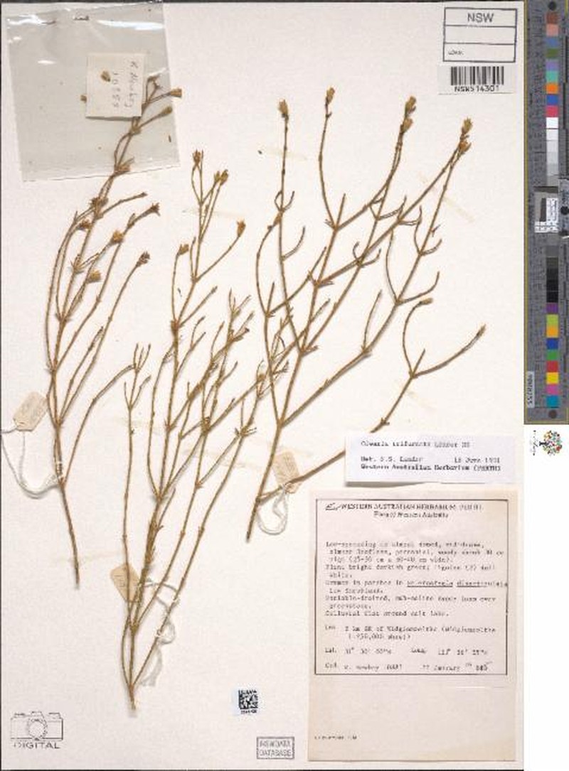Ephedrides trifurcata