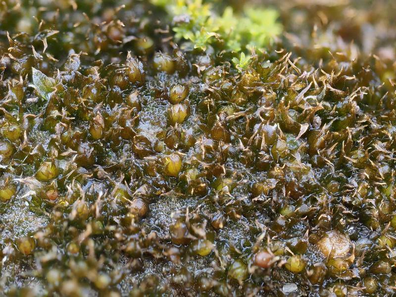 Ephemerum Moss photo 2