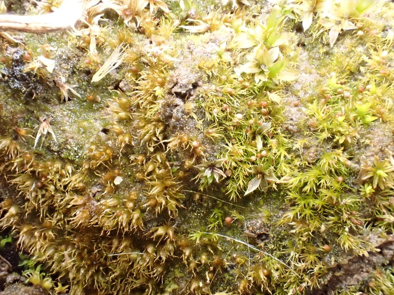 Ephemerum Moss photo 3