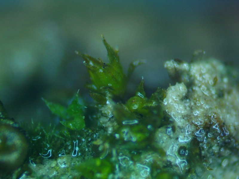Ephemerum Moss photo 4