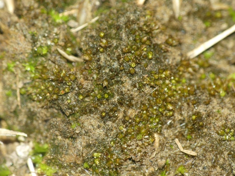 Ephemerum Moss photo 5