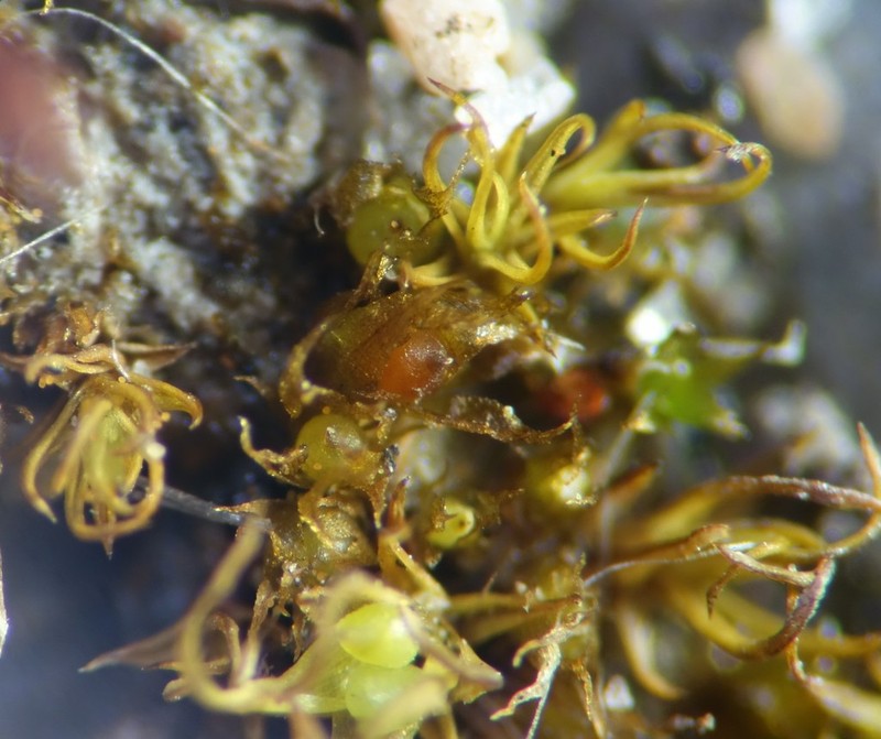 Ephemerum Moss photo 6