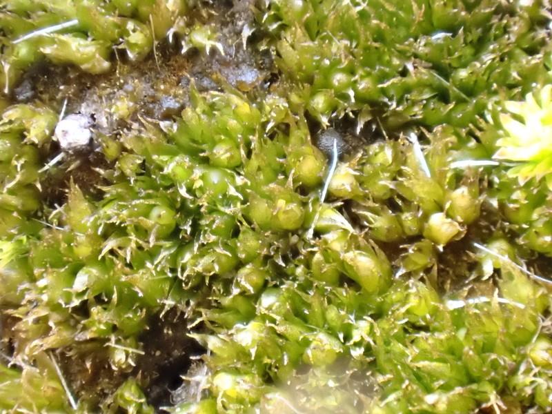 Ephemerum Moss photo 7