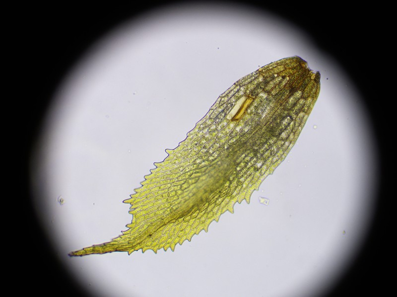 Ephemerum Moss photo 8