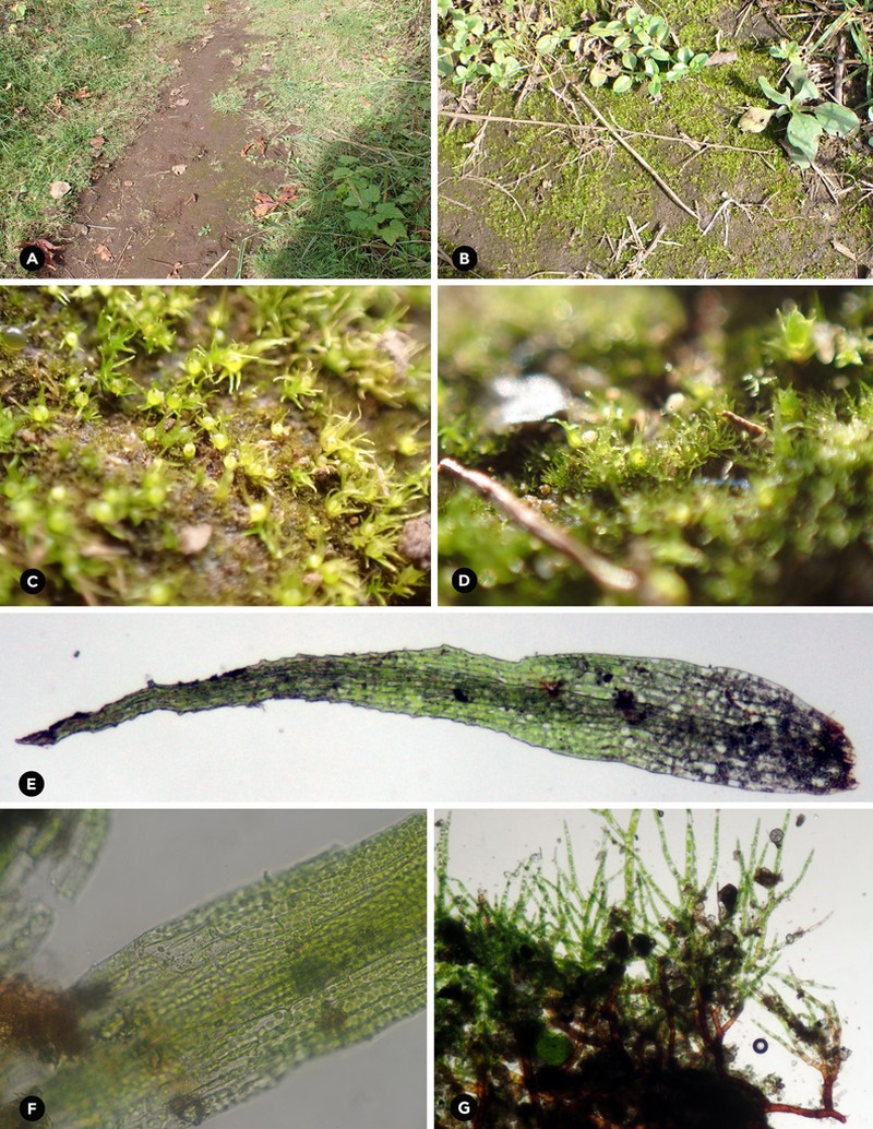 Ephemerum Moss