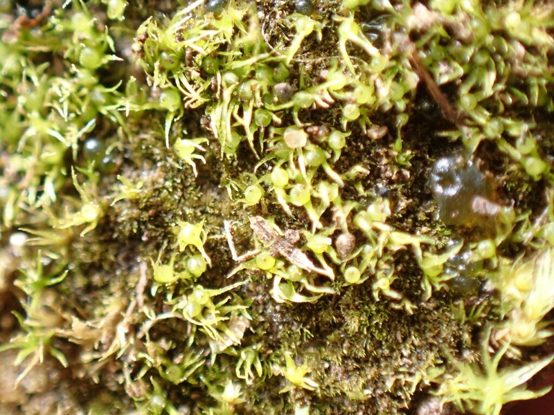 Ephemerum Moss photo 2
