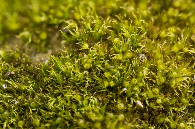 Ephemerum Moss photo 3
