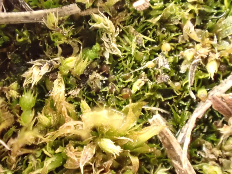 Ephemerum Moss photo 4