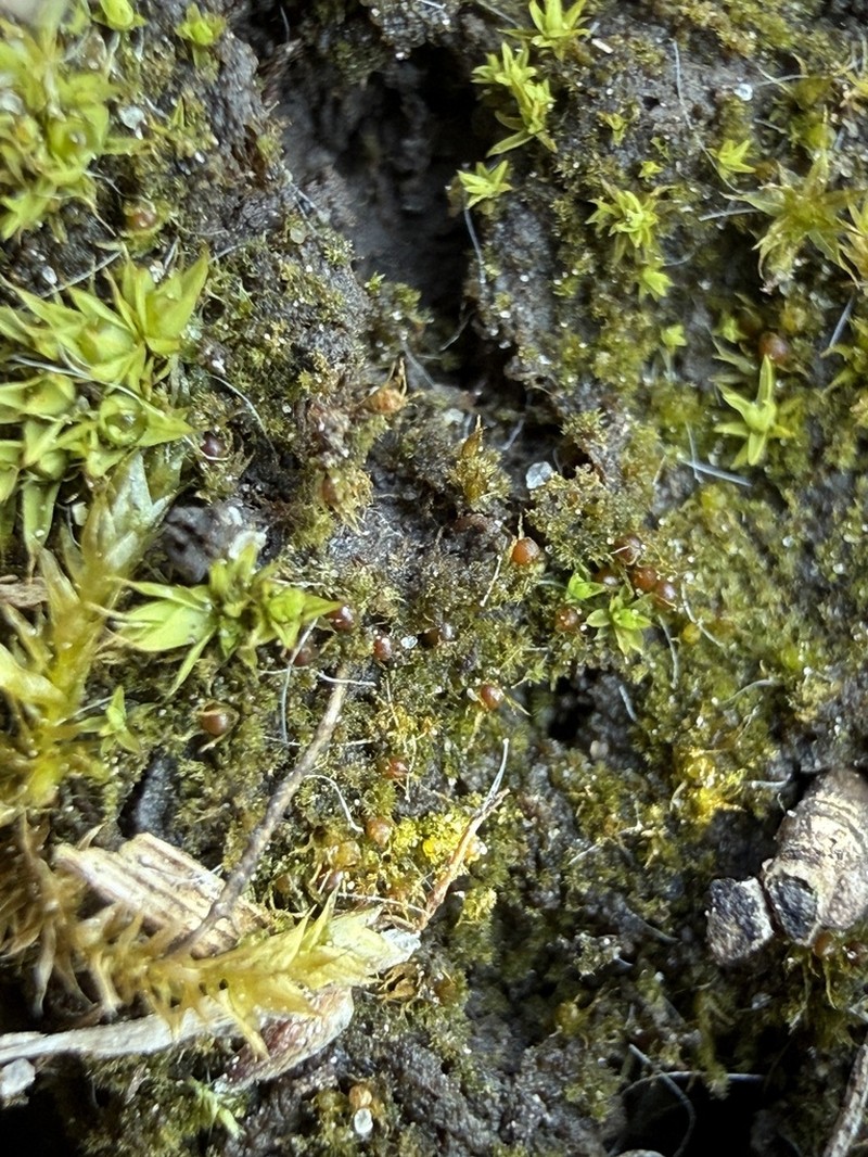 Ephemerum Moss photo 5