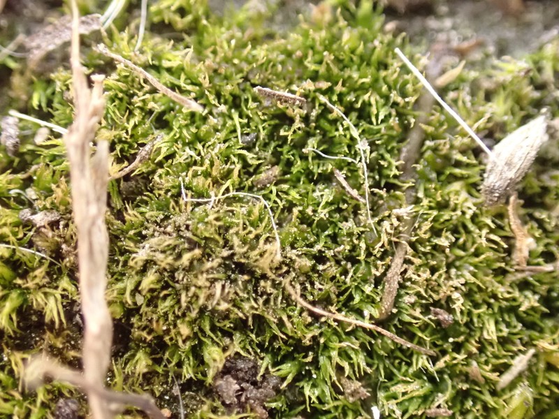 Ephemerum Moss photo 6
