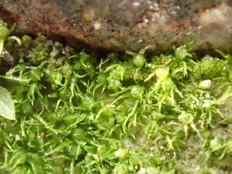 Ephemerum Moss photo 7