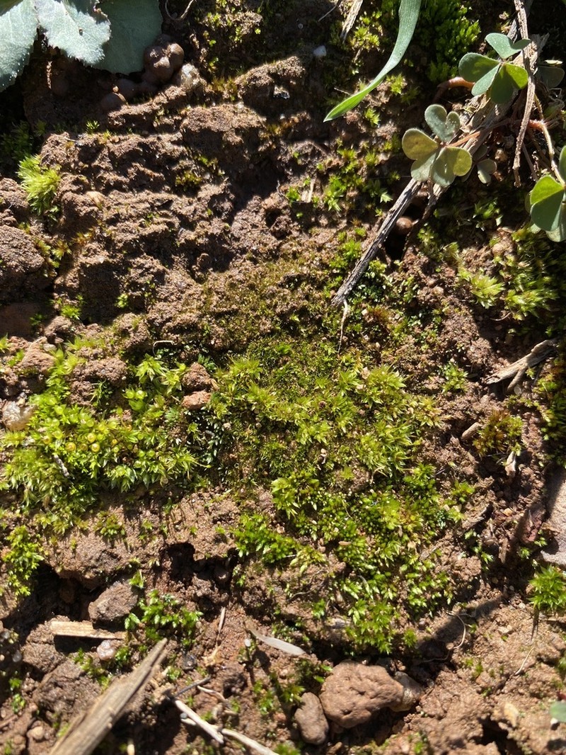 Ephemerum Moss photo 8