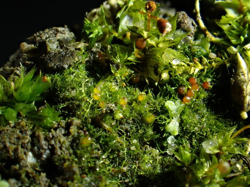Serrate Ephemerum Moss