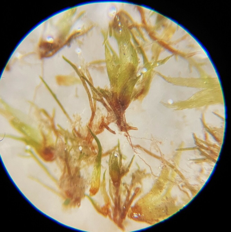 Serrate Ephemerum Moss photo 2