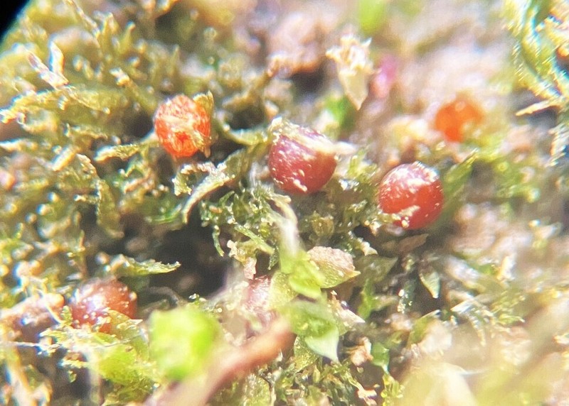 Serrate Ephemerum Moss photo 3