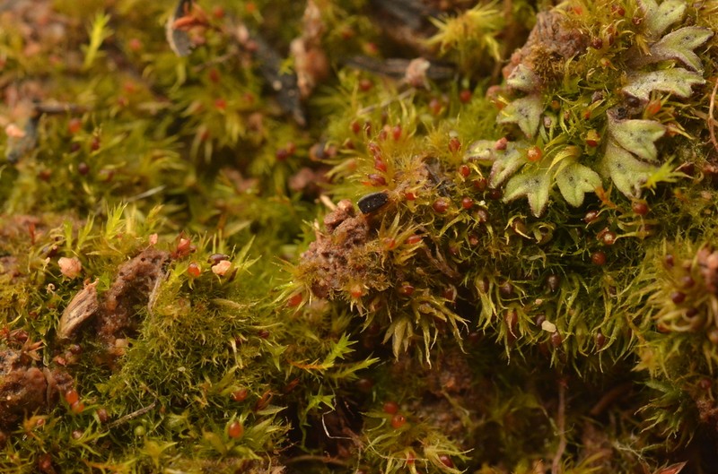 Serrate Ephemerum Moss photo 4