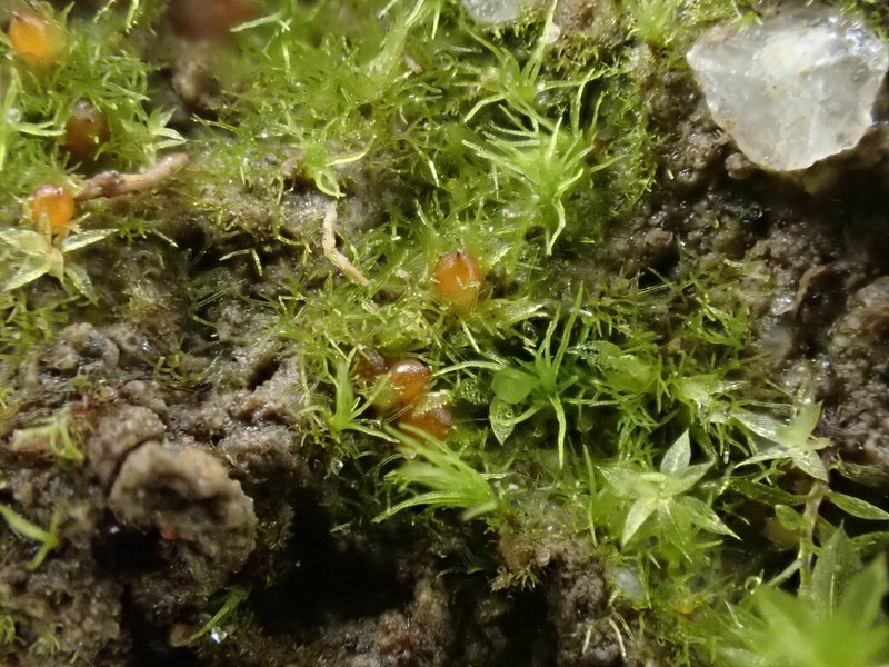 Serrate Ephemerum Moss photo 5