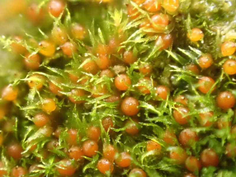 Serrate Ephemerum Moss photo 6