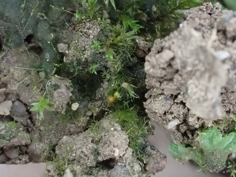Serrate Ephemerum Moss photo 7