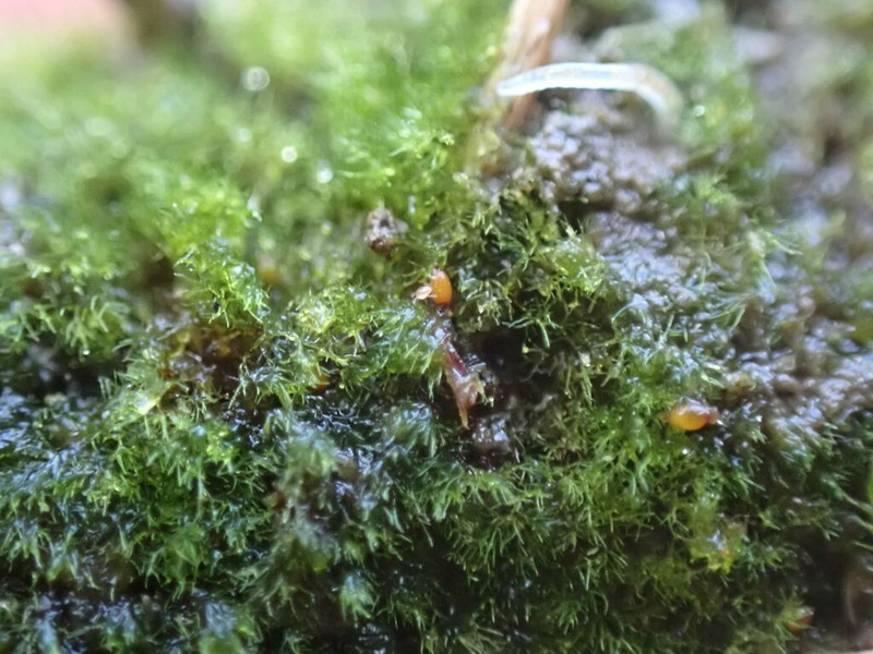 Serrate Ephemerum Moss photo 8