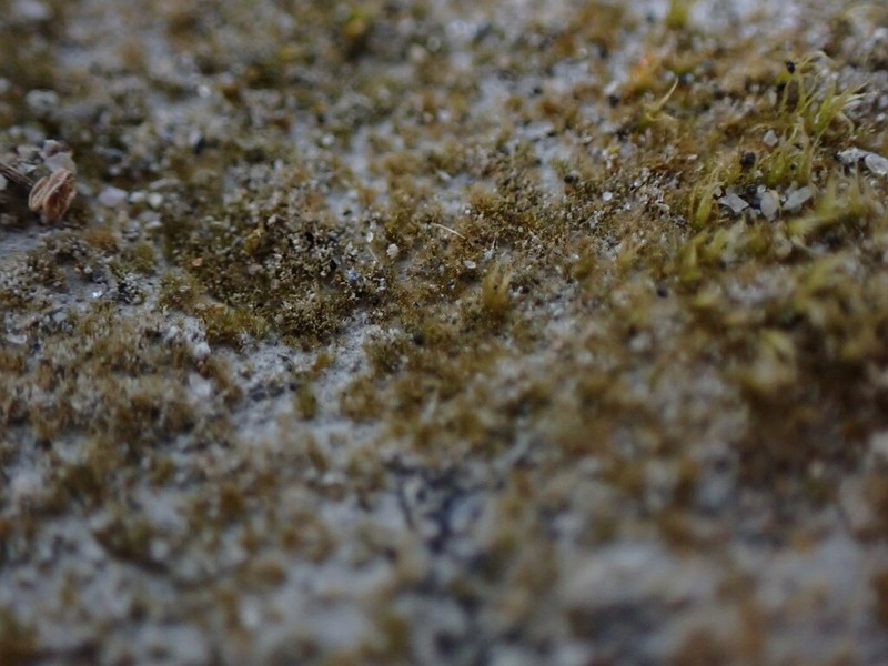Ephemerum Moss photo 2
