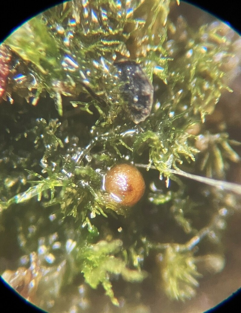 Ephemerum Moss photo 3