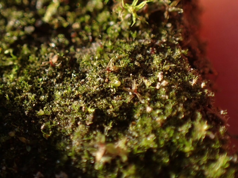 Ephemerum Moss photo 4