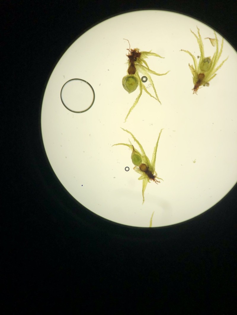 Ephemerum Moss photo 5