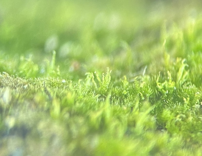 Ephemerum Moss photo 6