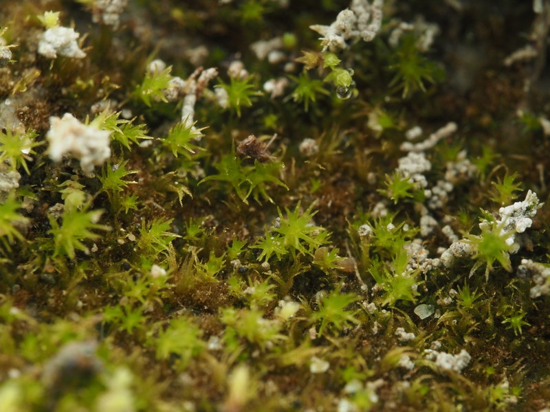 Ephemerum Moss photo 7