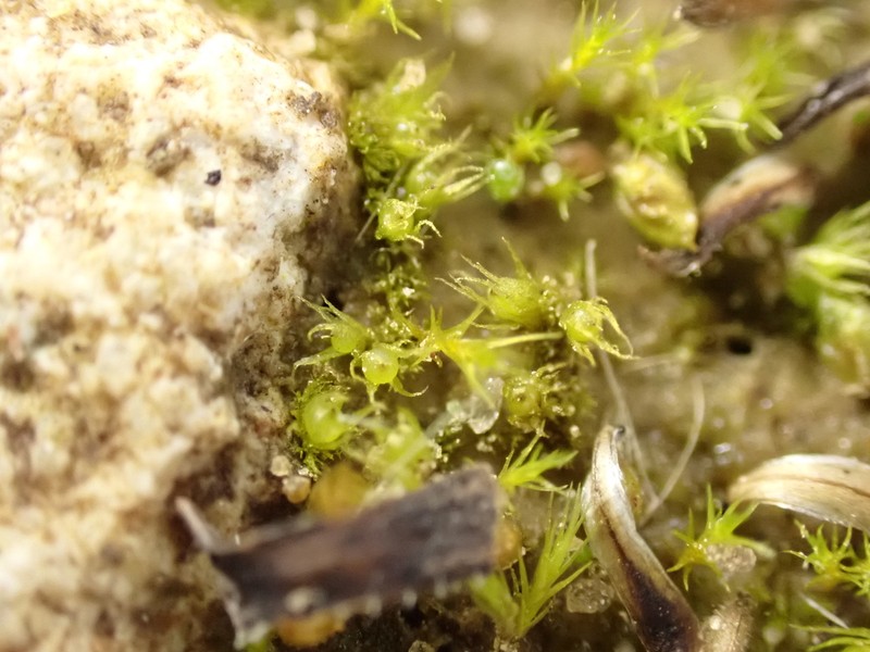 Ephemerum Moss photo 8