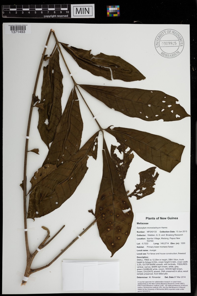 Epicharis brevipanicula