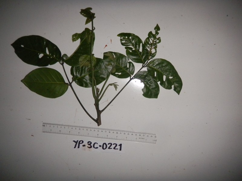 Epicharis brevipanicula photo 2