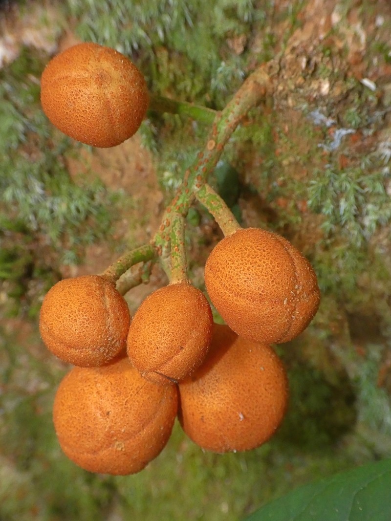 Epicharis parasitica