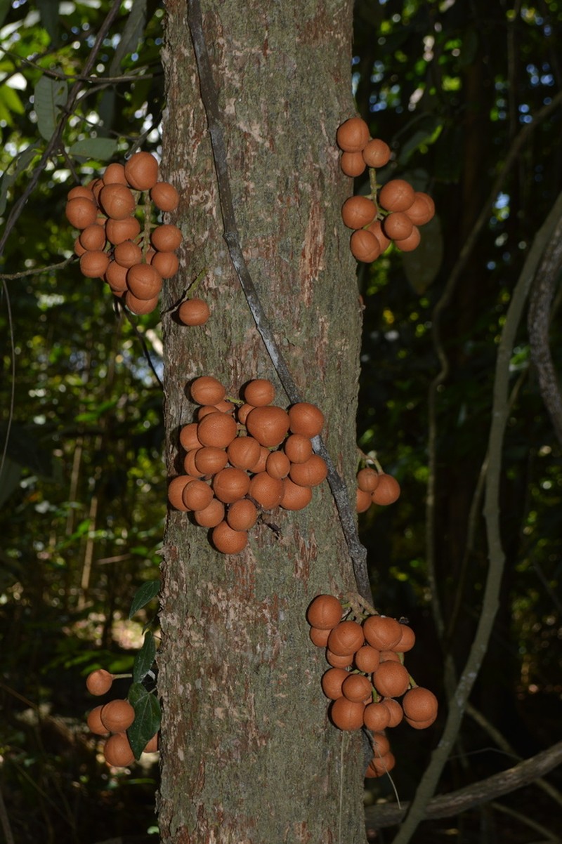 Epicharis parasitica photo 2