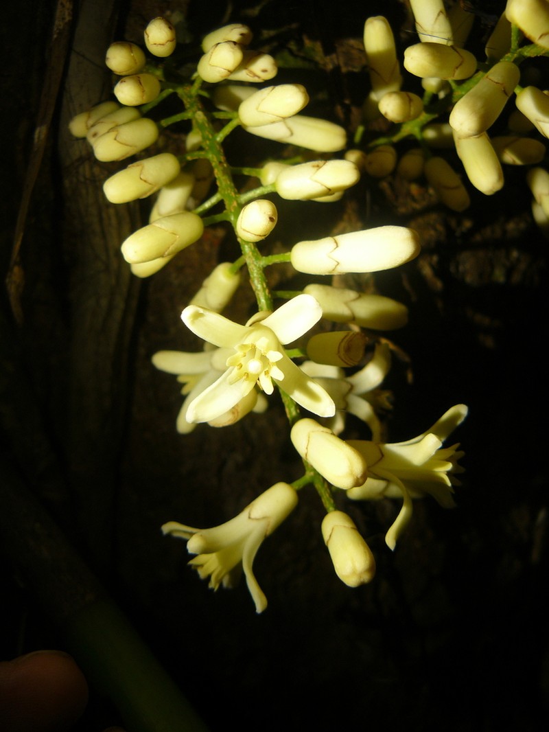 Epicharis parasitica photo 3