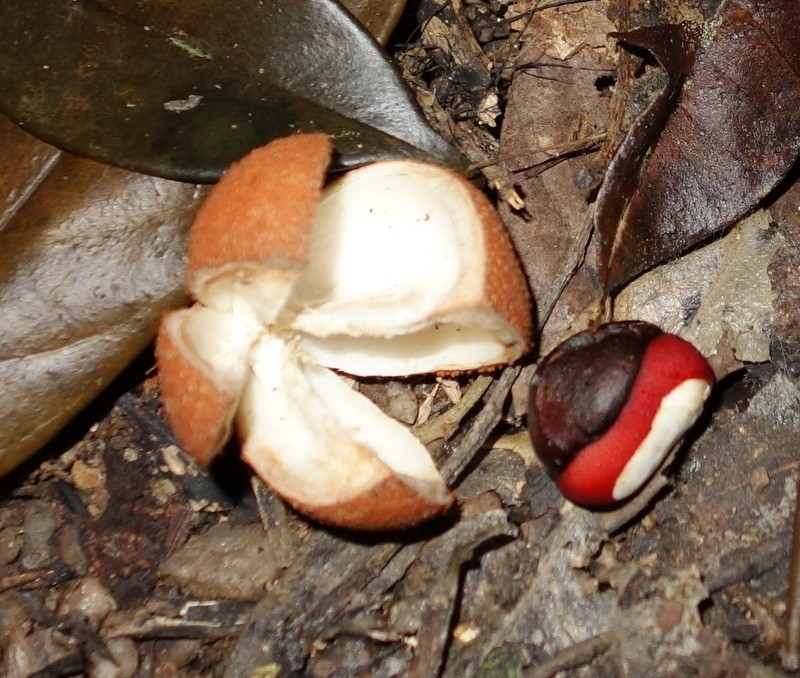 Epicharis parasitica photo 4