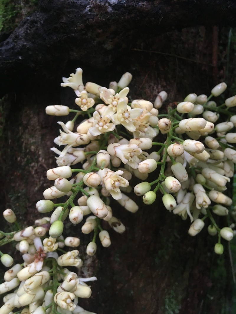 Epicharis parasitica photo 5