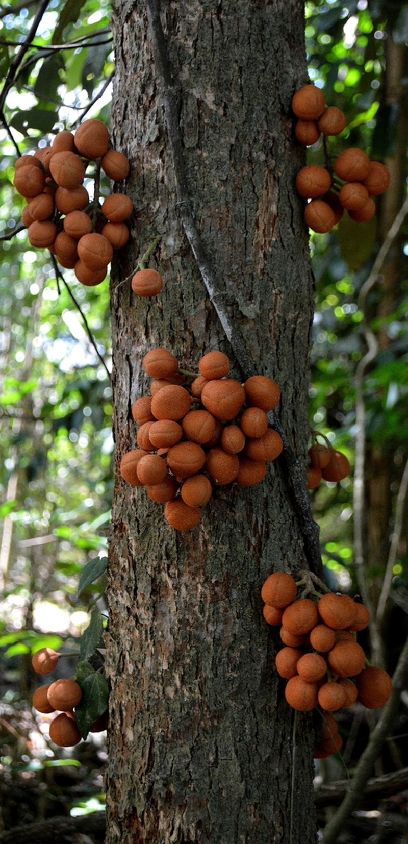 Epicharis parasitica photo 6
