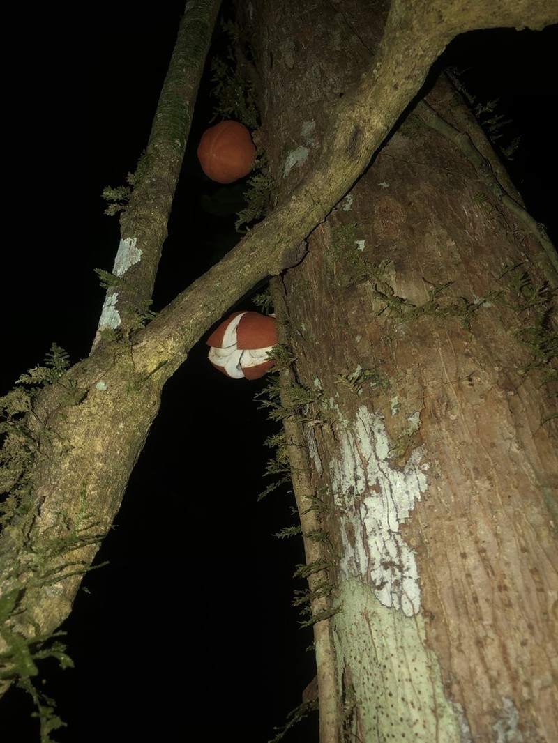 Epicharis parasitica photo 7