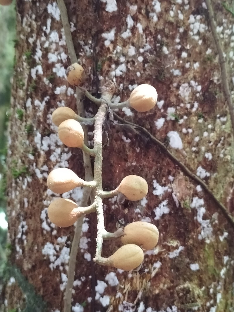 Epicharis parasitica photo 8