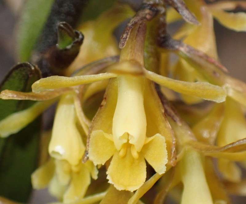 Epidendrum acrolithophilum