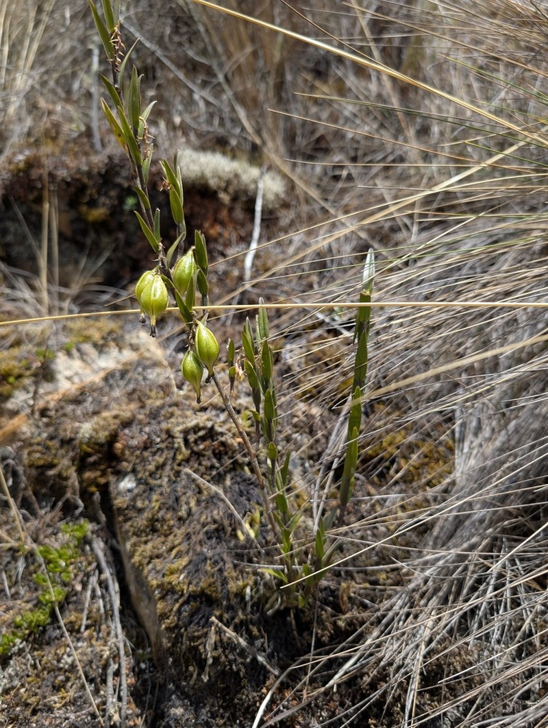 Epidendrum acrolithophilum photo 2