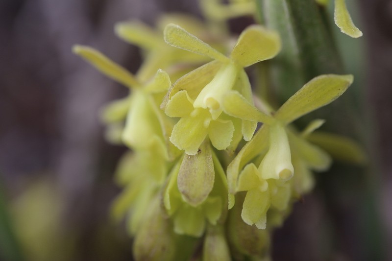 Epidendrum acrolithophilum photo 3