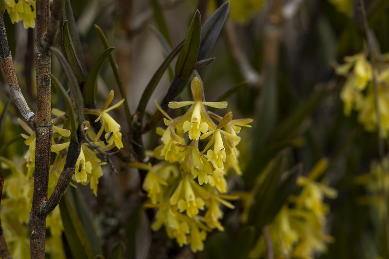 Epidendrum acrolithophilum photo 4