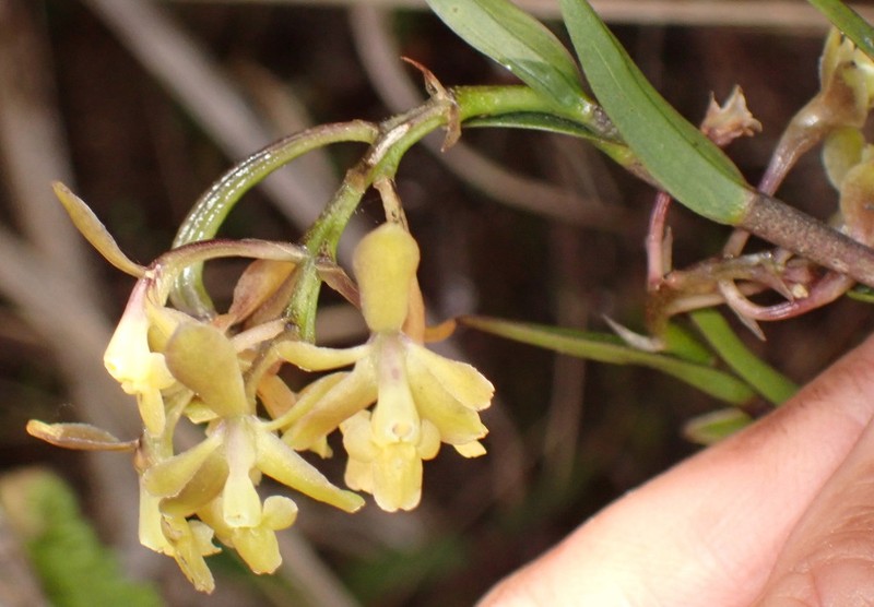 Epidendrum acrolithophilum photo 5