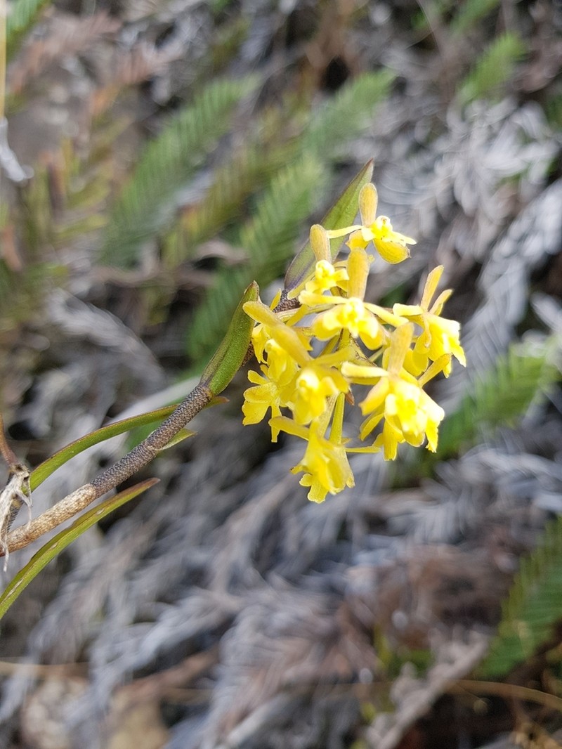 Epidendrum acrolithophilum photo 6