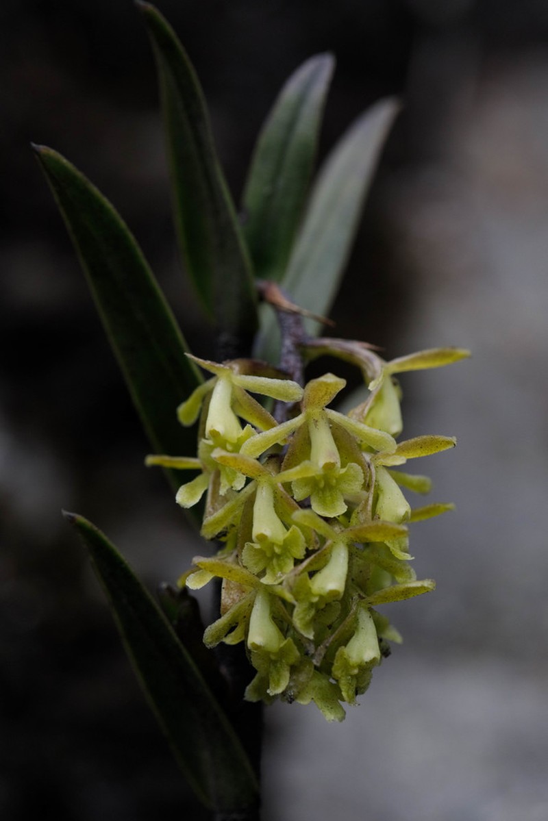 Epidendrum acrolithophilum photo 7