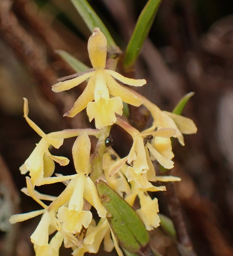 Epidendrum acrolithophilum photo 8