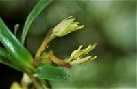 Acuna's Star Orchid